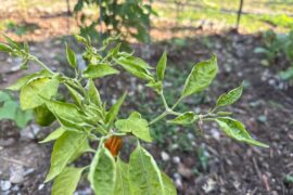What is causing this on my scotch bonnet