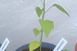 Habanero seedling turning yellow from the bottom in fresh compost.