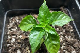 Mites?