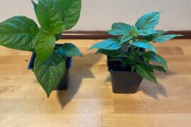 Ghost peppers