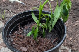 Is this plant going to live outside or did I screw up