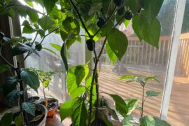 First time pepper grower
