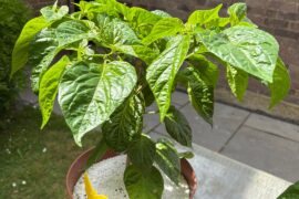 How am I looking? Capsicum Chinense