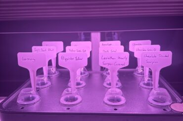 Propagating some superhots