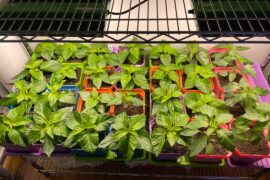 Growth since potting up - pics are 12 days apart