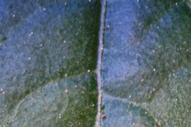 White spots on leaves