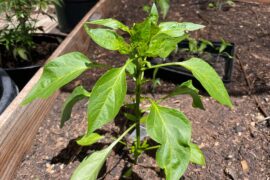Do my plants look ok? Scotch bonnets and red flare.