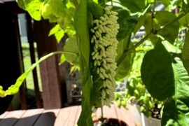 Hornworm covered in wasp eggs