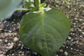 Tons of little companions sprouting up