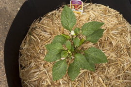 This is my first year growing vegetables