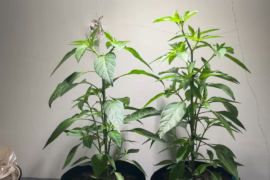 Should i Prune the LOWER leaves?