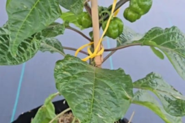 Feed your plants and let them grow.