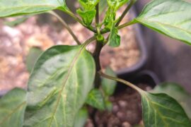 Is it too late to top this pepper