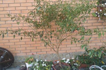 Show me your biggest pepper tree. I'll start with myself, here's my two-year-old bird eye .