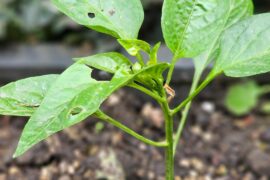 What's eating my chili plants?