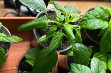 Leaves curling in