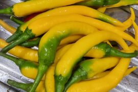 Extremely hot from my garden