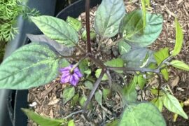 Any guesses as to this one? Purple flowers!