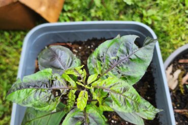 What is happening with my peppers young leaves?