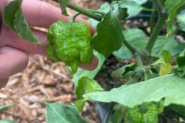 Pepper ID please!