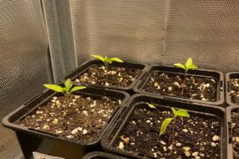 Lemon drop losing leaves