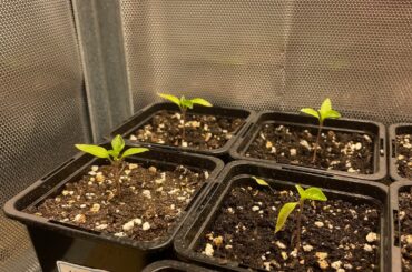 Lemon drop losing leaves