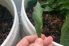 weird leaves