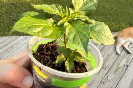 Picked up a ghost pepper plant from Ace. Any advice?