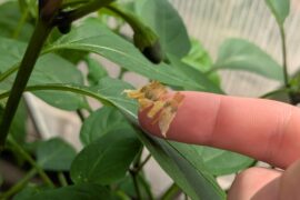 Am I the only one who finds it satisfying to peel off the shriveled remains of a flower from the fruit?