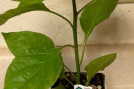 Reaper plant 4/20 2026 vs today 5/15.