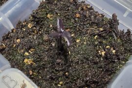 Purple Death with 3 cotyledons!