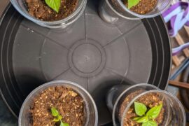 One month ghost pepper update: Little guys are growing too big for the cups, not sure what to do + mutant pepper plant pic