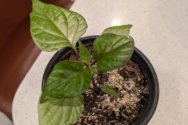 Need Advice