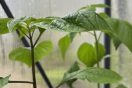 Noticing this clawing only on my coco coir plants.