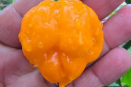 MOA Scotch Bonnet