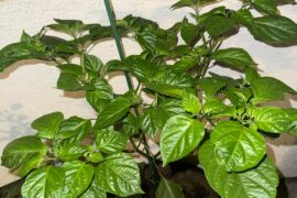 Big Trinidad scorpion 3 and 1/2 update