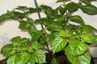 Big Trinidad scorpion 3 and 1/2 update