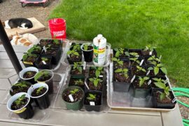 A little fertilizer help