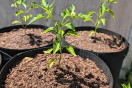 Cayanne, jalapeno and habs