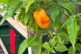 What pepper plant is this?
