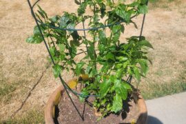 Tabasco plant