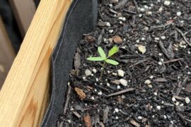 Why is this growing like that?