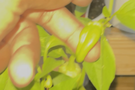 Marconi and Hot banana peppers