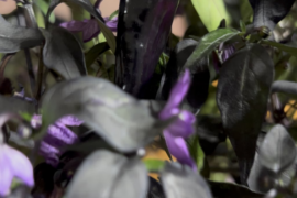 These black peppers refract purple like a gemstone.
