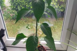 Growing scotch bonnets in UK