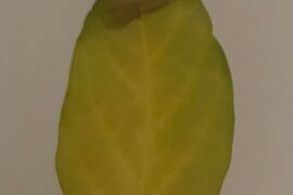 whats wrong with my plant?