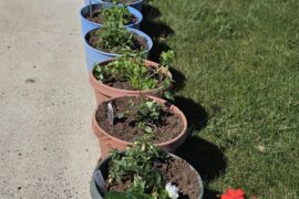 I've got my peppers transplanted