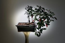 2.5 Year Count Dracula Chili | Seed to BonChi
