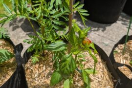 Can marigolds outcompete a pepper plant?