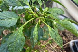 What’s the problem with my Anaheim pepper?